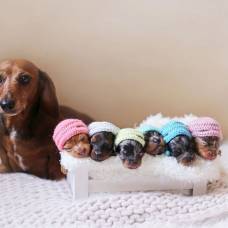 Такса позирует со своими новорожденными щенками