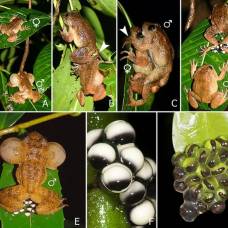 У лягушек обнаружили седьмой способ оплодотворения