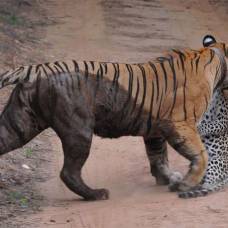 Туристы сняли на видео смертельную схватку тигрицы и леопарда