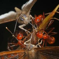 Бабочка шашечница предательски обирает муравьёв