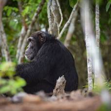 История самого одинокого шимпанзе на свете