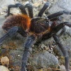 В колумбии обнаружен необычный паук-птицеед