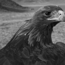 Казахское искусство охоты с золотыми орлами