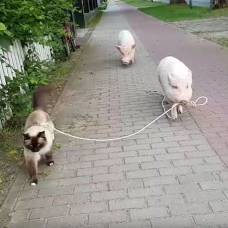 В германии выгуливать кошку доверили свинье