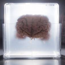 Можно ли загрузить мозг в компьютер?