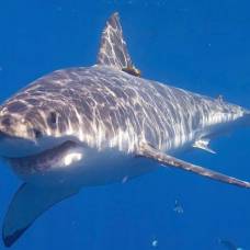 "Щит" против акул сдерживает до 90% атак опасных животных