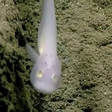 Редчайшую рыбу-призрака впервые засняли на дне тихого океана