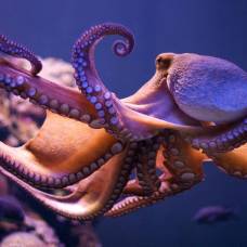 Ученые объяснили способность черно-белого зрения осьминогов различать цвета