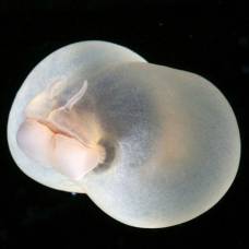 Глубоководный червь пугапорцинус (лат. chaetopterus pugaporcinus)