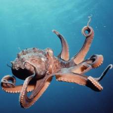 10 интересных фактов об осьминогах