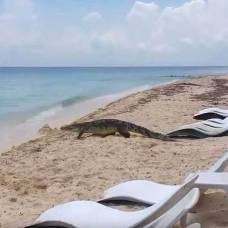 Огромный крокодил навел панику на оживленном пляже