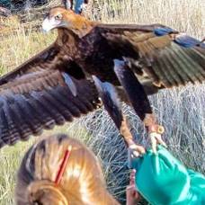 В австралии гигантский орел чуть не утащил шестилетнего ребенка