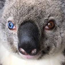 Спасенную на дороге коалу с разными глазами назвали в честь дэвида боуи
