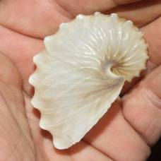 Странствующий моллюск аргонавт-арго (лат. argonauta argo)
