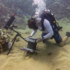 Подводный микроскоп помог снять "целующихся" коралловых полипов