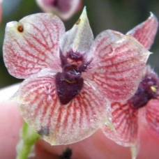 В лесах колумбии обнаружен новый вид орхидеи