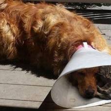 Котенок успокоил друга-пса после похода к ветеринару