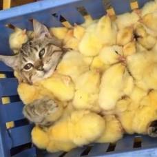 Как кот с цыплятами отдыхал