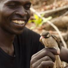 Маленькие африканские птицы помогают охотникам в поиске мёда