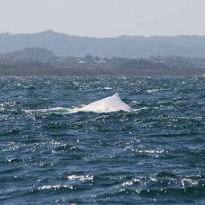 Единственный в мире горбатый кит-альбинос замечен у побережья австралии