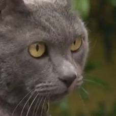Потерявшаяся кошка встретилась с хозяевами спустя 11 лет