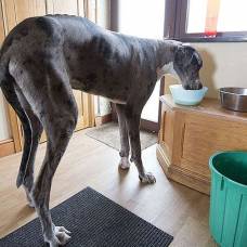 Датскому догу по кличке майор - самая высокая собака в мире