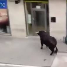 Озверевший бык забежал в один из банков испанского города честе