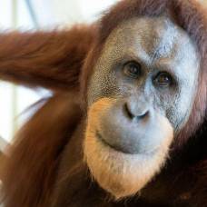 Орангутан из зоопарка впервые продемонстрировал способность имитировать человеческую речь
