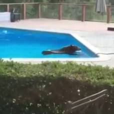 Медведь искупался в частном бассейне