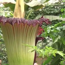 В бельгии распустился самый большой в мире цветок