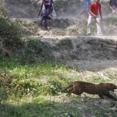 Леопард ворвался в номер к молодоженам в индии