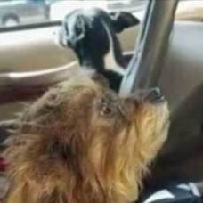 В сша две собаки угнали автомобиль у пенсионерки