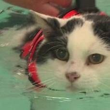 Толстому коту прописали плаванье для похудения