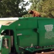 Медведь проехал 8 километров на крыше мусоровоза