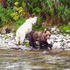 Туристам на камчатке встретился бурый медведь-альбинос