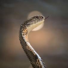 Почему змеи такие длинные