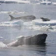 Горбатые киты защищают других животных от атак косаток