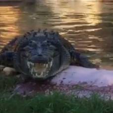 Крокодил выплюнул на берег бутылки, брошенные туристами в его вольер