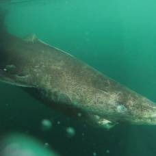Гренландские акулы оказались самыми долгоживущими среди позвоночных животных