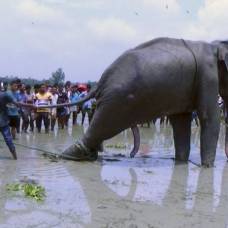 Из болота в бангладеш спасли унесенного наводнением слона