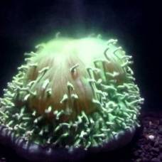 Учёные впервые сняли процесс обесцвечивания коралловых полипов