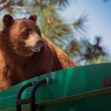 Словакия потратит миллионы евро на защиту мусора от медведей