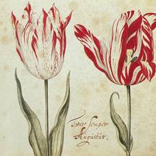 Semper augustus (август навсегда) - самый красивый тюльпан