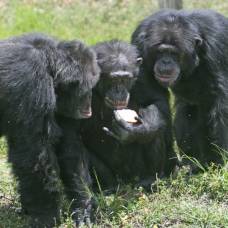 Шимпанзе указали на популярность взаимопомощи среди животных