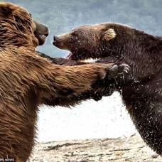 Как два медведя боролись за рыбку