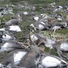 В норвегии от удара одной молнии погибли 323 оленя