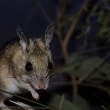 Мыши оказались любимым лакомством австралийских сомов