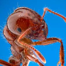 Самые жуткие укусы насекомых по версии человека, испытавшего их на себе