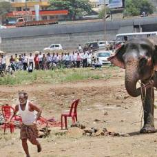 Сбежавший из цирка слон устроил переполох в индийском городе