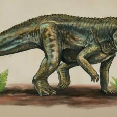 Открыт новый вид доисторических хищников – предков крокодилов